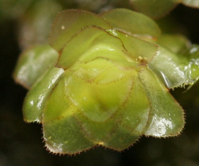 Scapania nemorea